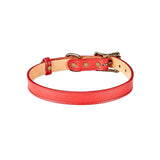 Medium Dog Collar